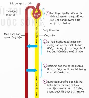 Quá trình hình thành nước tiểu ở nephron (Ảnh Sách KNTT)