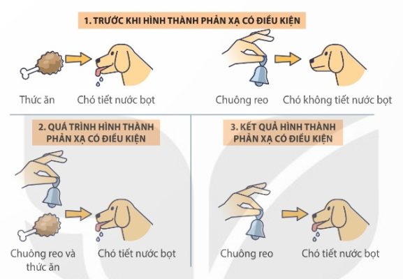 Quá trình hình thành phản xạ có điều kiện theo I. Pavlov (Ảnh Sách KNTT)