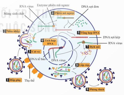 Quá trình nhân lên của HIV trong tế bào bạch cầu người