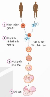 Quá trình sinh sản hữu tính ở người (4 giai đoạn) (Ảnh sách KNTT)