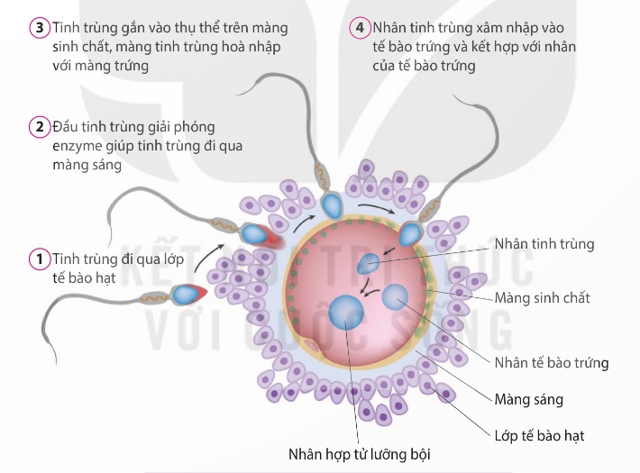 Quá trình thụ tinh hình thành hợp tử (Ảnh sách KNTT)