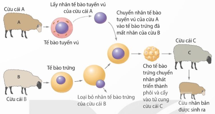 Quy trình nhân bản vô tính động vật (cừu) (Ảnh Sách KNTT)