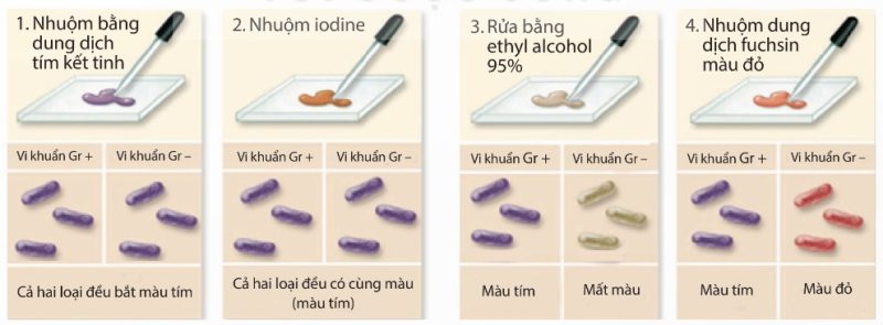 Quy trình nhuộm Gram