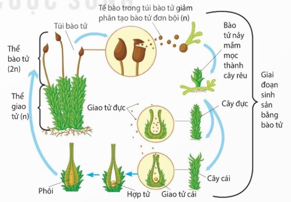 Sinh sản bằng bào tử là một giai đoạn trong vòng đời của rêu (Ảnh Sách KNTT)