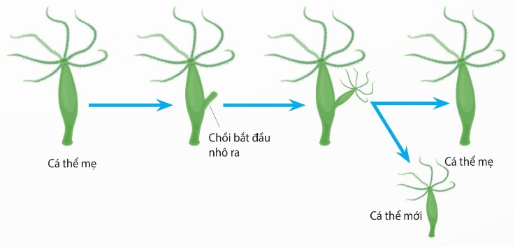Sinh sản bằng nảy chồi ở thủy tức (Ảnh sách KNTT)