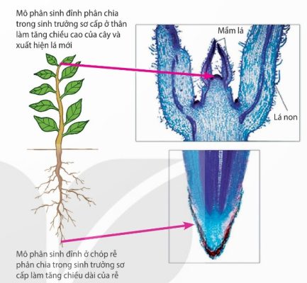Sinh trưởng sơ cấp ở thân và rễ (Ảnh Sách KNTT)