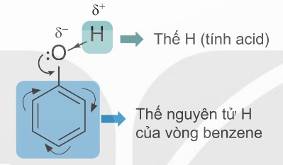 Sơ đồ 2 hướng phản ứng của phenol (Ảnh Sách KNTT)