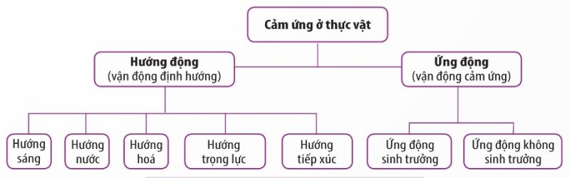 Sơ đồ các hình thức cảm ứng ở thực vật (Ảnh Sách KNTT)