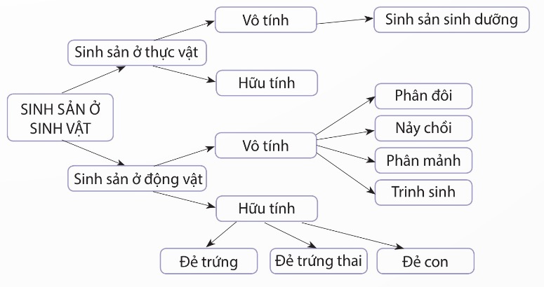 Sơ đồ các hình thức sinh sản ở sinh vật (Ảnh Sách KNTT)