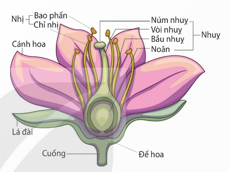 Sơ đồ cấu tạo của hoa đầy đủ (Ảnh Sách KNTT)