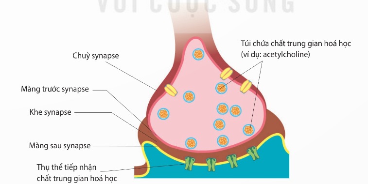 Sơ đồ cấu tạo synapse hóa học (Ảnh Sách KNTT)
