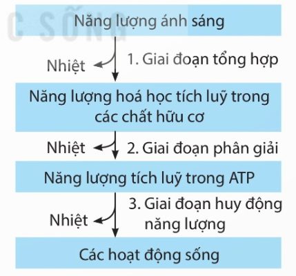 Sơ đồ chuyển hóa năng lượng trong sinh giới (Ảnh Sách KNTT)