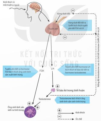 Sơ đồ cơ chế điều hòa sinh tinh (Ảnh sách KNTT)