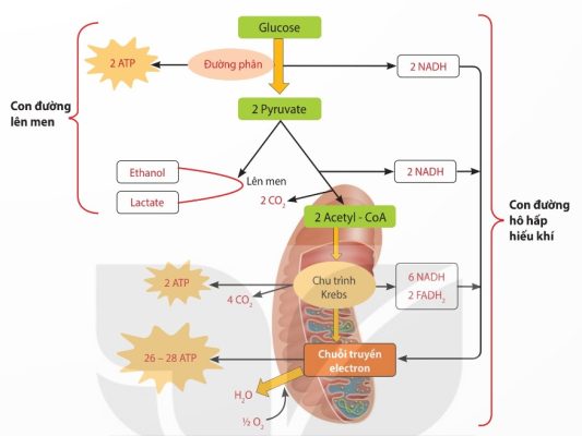 Sơ đồ con đường hô hấp hiếu khí và lên men ở thực vật (Ảnh Sách KNTT)