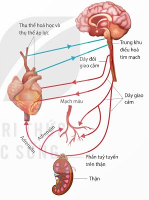 Sơ đồ điều hòa thần kinh và thể dịch đối với tuần hoàn máu