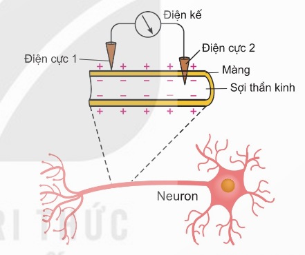 Sơ đồ đo điện thế nghỉ (Ảnh Sách KNTT)