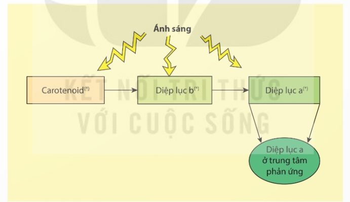 Sơ đồ hấp thụ và truyền năng lượng ánh sáng giữa các sắc tố quang hợp (Ảnh Sách KNTT)