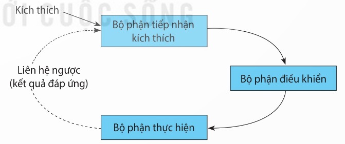 Sơ đồ hệ thống điều hòa cân bằng nội môi (Ảnh Sách KNTT)