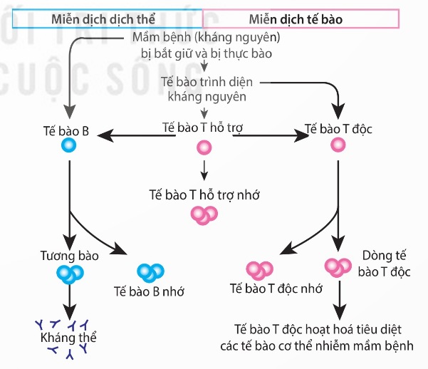 Sơ đồ khái quát đáp ứng miễn dịch đặc hiệu