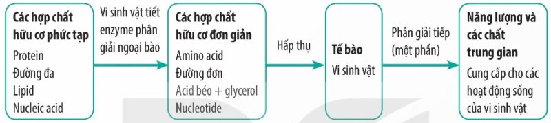 Sơ đồ khái quát quá trình phân giải các chất ở vi sinh vật