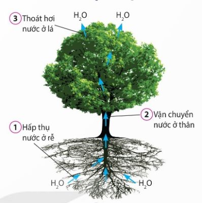 Sơ đồ khái quát quá trình trao đổi nước trong cây (Ảnh sách KNTT)