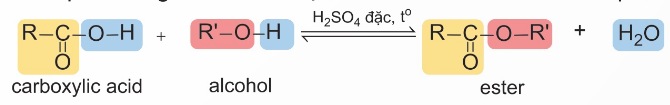 Sơ đồ phản ứng ester hóa tổng quát