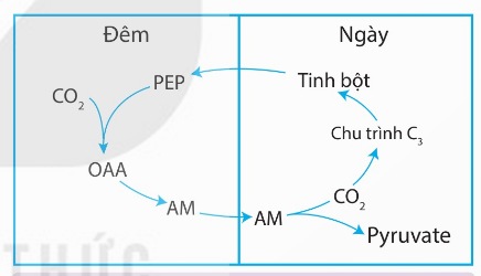 Sơ đồ quá trình cố định CO₂ ở thực vật CAM (Ảnh Sách KNTT)