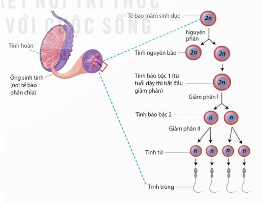 Sơ đồ quá trình sinh tinh (Ảnh sách KNTT)