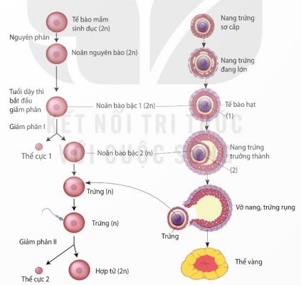 Sơ đồ quá trình sinh trứng (Ảnh sách KNTT)