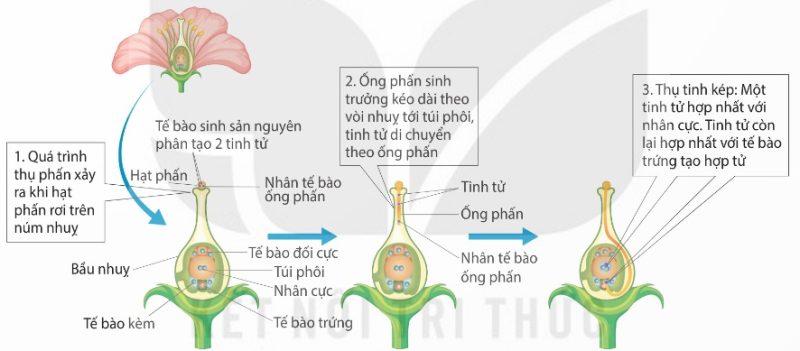 Sơ đồ quá trình thụ phấn và thụ tinh ở thực vật hạt kín (Ảnh Sách KNTT)
