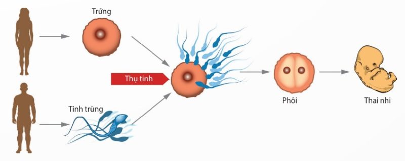 Sơ đồ sinh sản hữu tính ở người (Ảnh Sách KNTT)