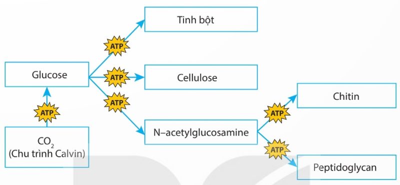 Sơ đồ sinh tổng hợp carbohydrate (Ảnh Sách KNTT)