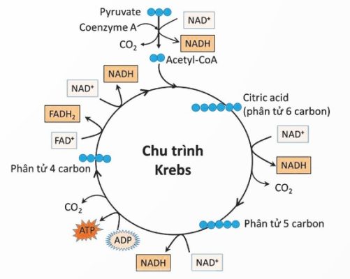 Sơ đồ tóm tắt chu trình Krebs (Ảnh Sách KNTT)