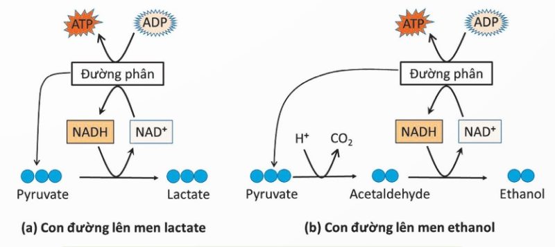 Sơ đồ tóm tắt hai con đường lên men lactate và ethanol (Ảnh Sách KNTT)