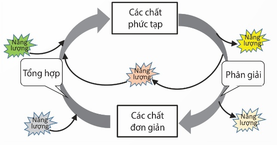Sơ đồ tóm tắt mối liên quan giữa tổng hợp và phân giải