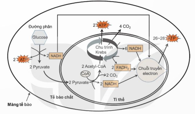 Sơ đồ tóm tắt quá trình phân giải hiếu khí glucose (Ảnh Sách KNTT)