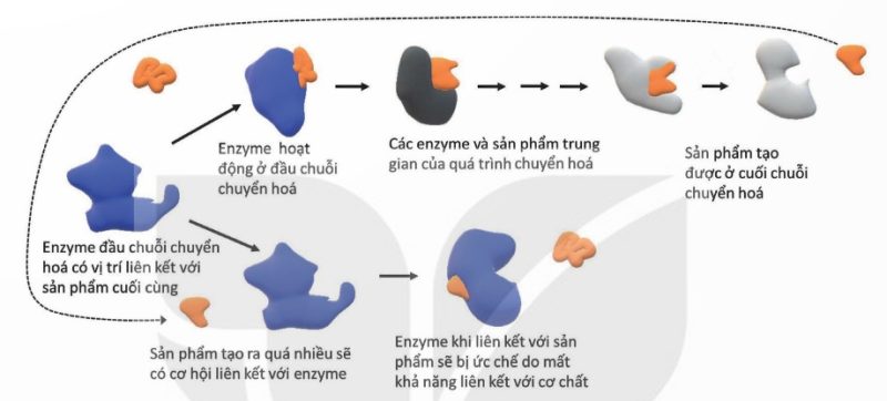 Sơ đồ ức chế ngược (Ảnh Sách KNTT)