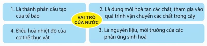 Sơ đồ Vai trò của nước (Ảnh sách KNTT)