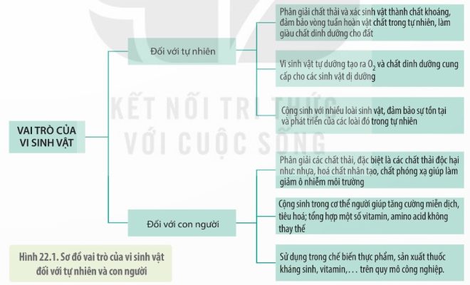 Sơ đồ vai trò của vi sinh vật đối với tự nhiên và con người (Ảnh Sách KNTT)