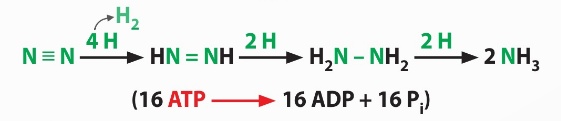 Sự cố định $N_2$ thành ammonia ở một số vi khuẩn