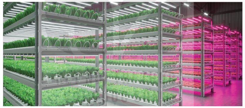 Sử dụng đèn LED trong hệ thống thủy canh trồng rau diếp (Ảnh Sách KNTT)