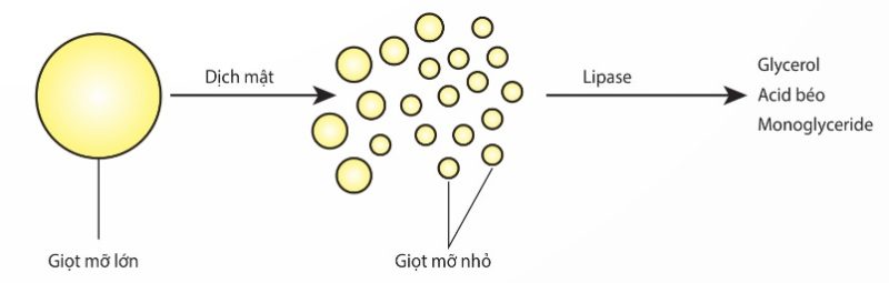 Tác dụng của dịch mật và lipase (Ảnh Sách KNTT)