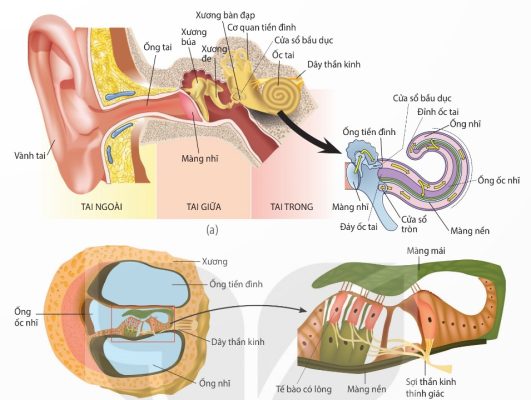 Tai giữa và ốc tai được vẽ duỗi ra (a), tiết diện cắt ngang ốc tai (b), tế bào có lông và màng mái trên màng nền (c)