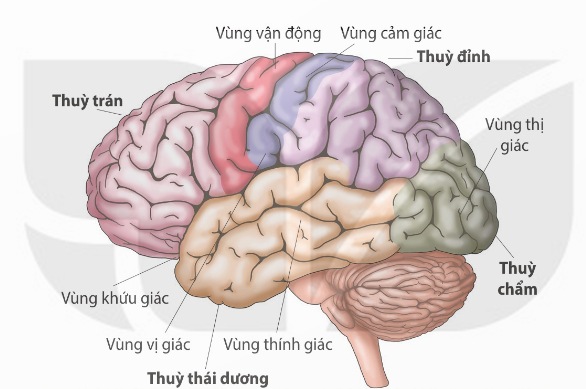 Các vùng cảm giác và vận động trên vỏ não