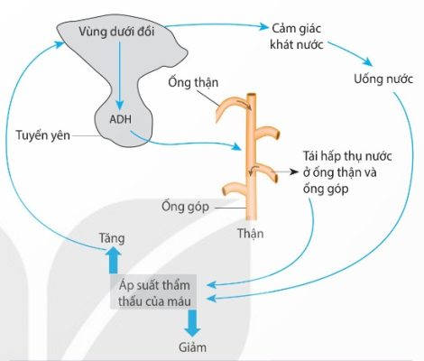 Thận điều hòa áp suất thẩm thấu của máu (Ảnh Sách KNTT)