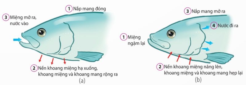 Thông khí ở Cá xương: (a) Hít vào; (b) Thở ra (Ảnh Sách KNTT)