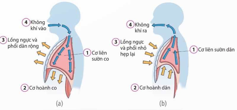 Thông khí ở người: (a) Hít vào; (b) Thở ra (Ảnh Sách KNTT)