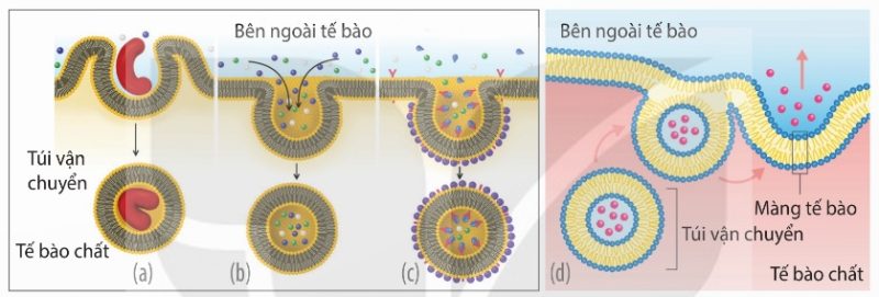 Thực bào (a), ẩm bào (b), thực bào nhờ thụ thể (c), xuất bào (d)