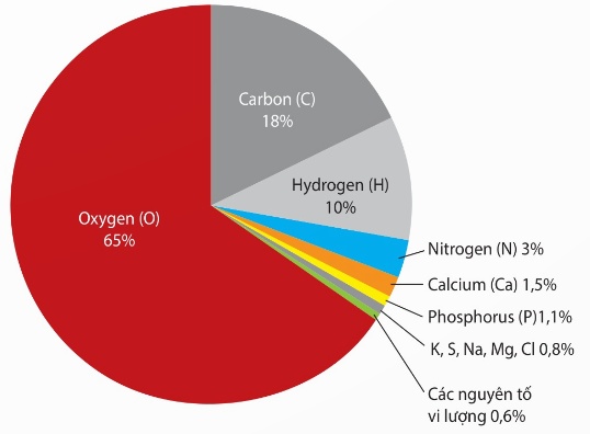 Tỉ lệ các nguyên tố hóa học trong cơ thể người (Ảnh Sách KNTT)