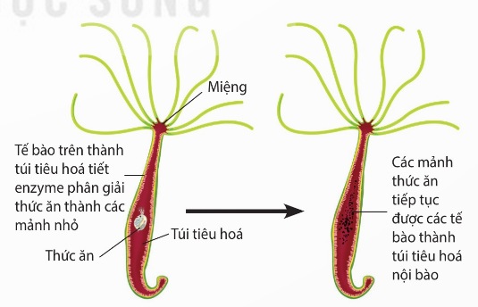 Tiêu hoá thức ăn trong túi tiêu hoá ở thuỷ tức (Ảnh Sách KNTT)